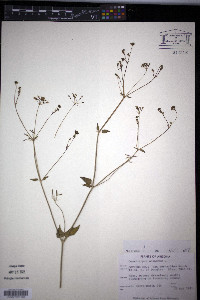 Commicarpus scandens image