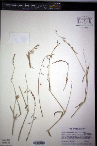 Cyphomeris gypsophiloides image