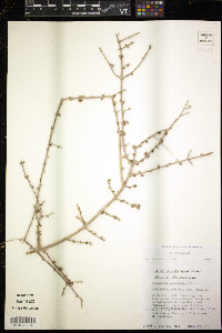 Forestiera angustifolia image
