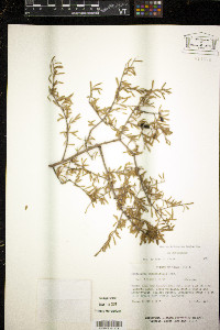 Forestiera angustifolia image