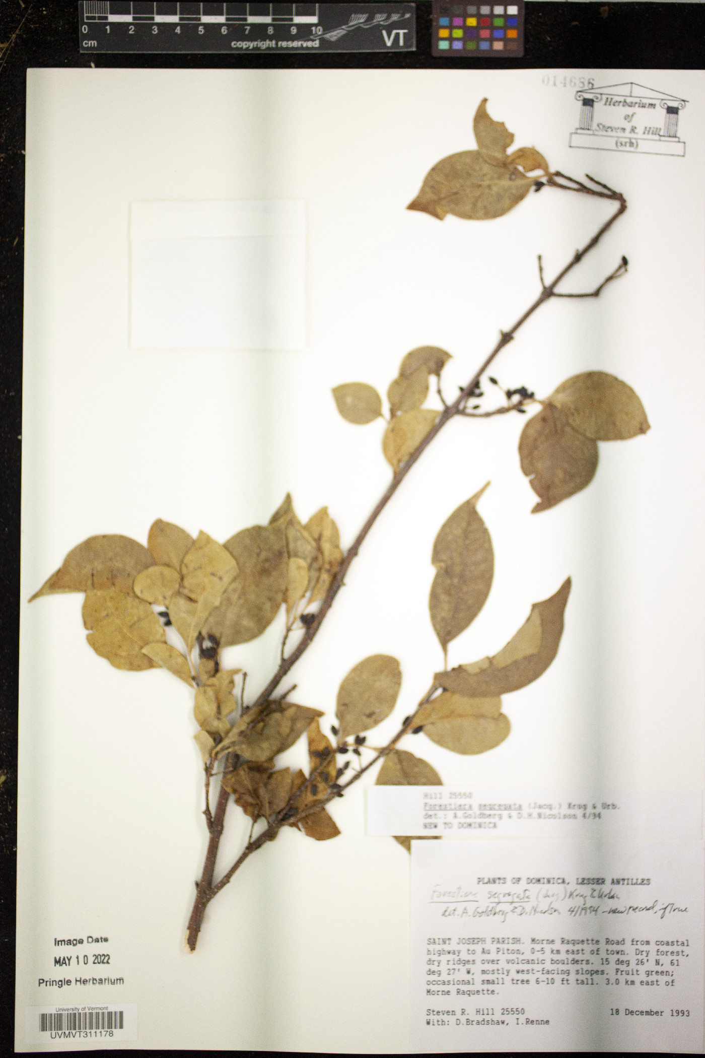 Forestiera segregata image