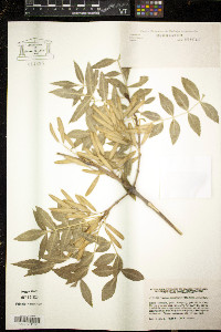Fraxinus angustifolia image