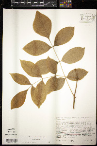 Fraxinus latifolia image
