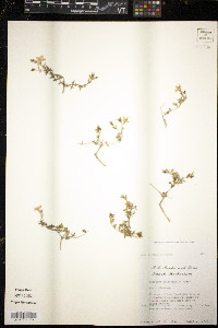 Menodora heterophylla image