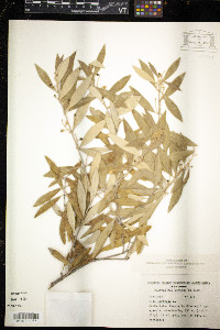 Olea europaea image