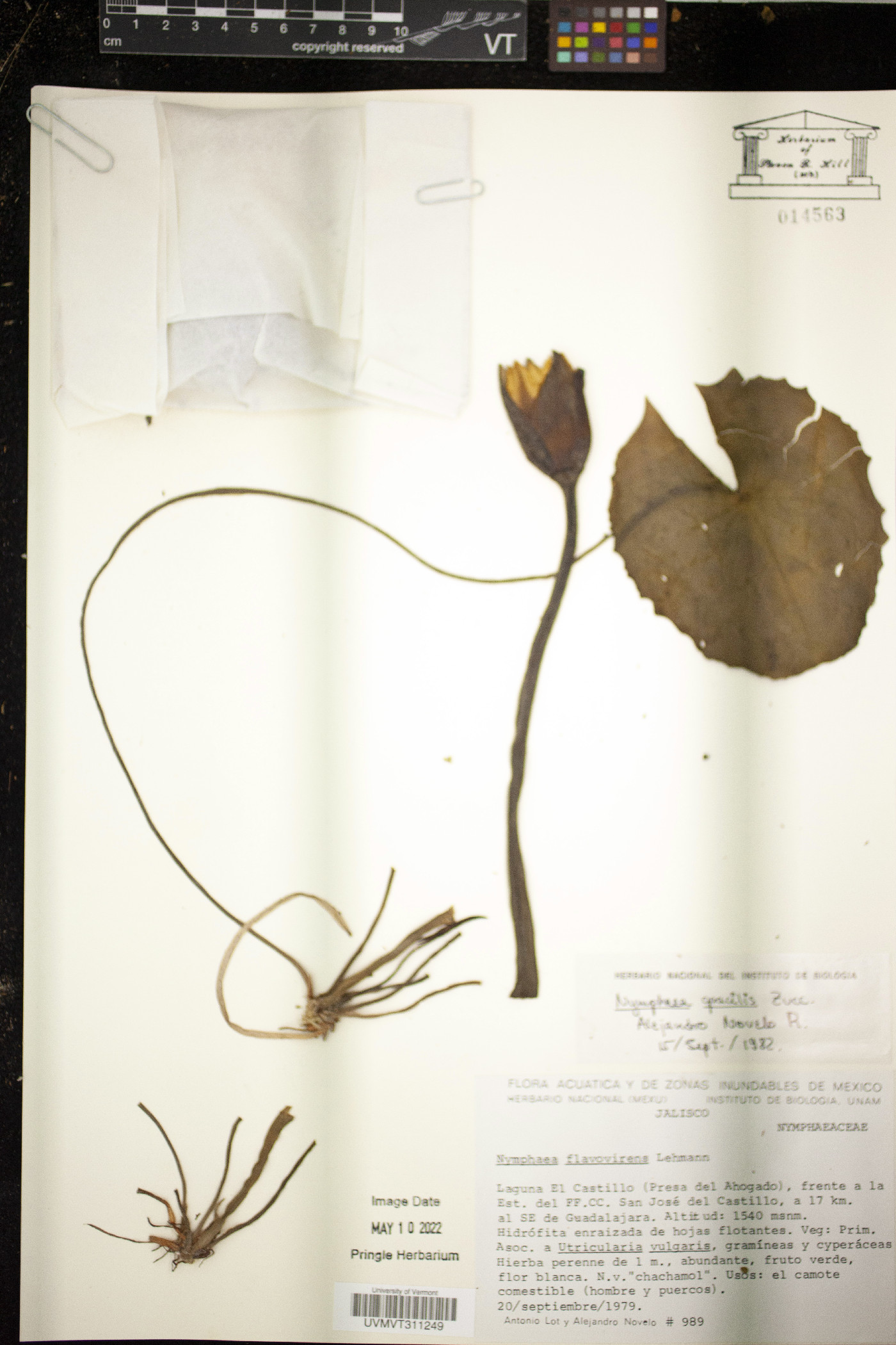 Nymphaea gracilis image
