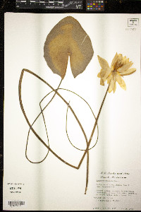 Nymphaea mexicana image