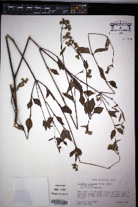 Mirabilis nyctaginea image