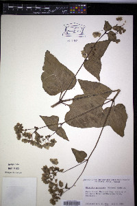 Mirabilis nyctaginea image