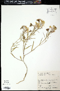 Circaea alpina image