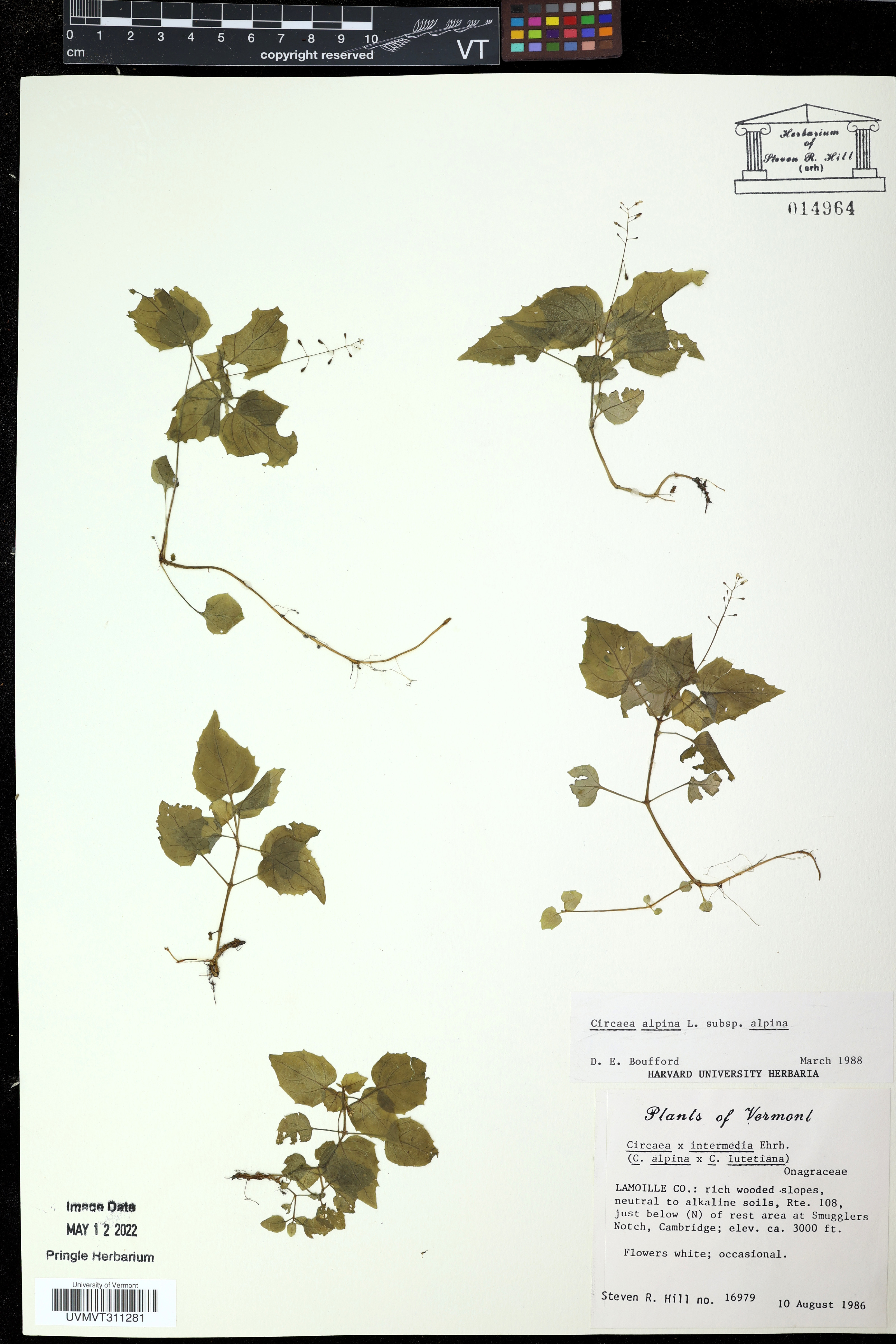Circaea erubescens image