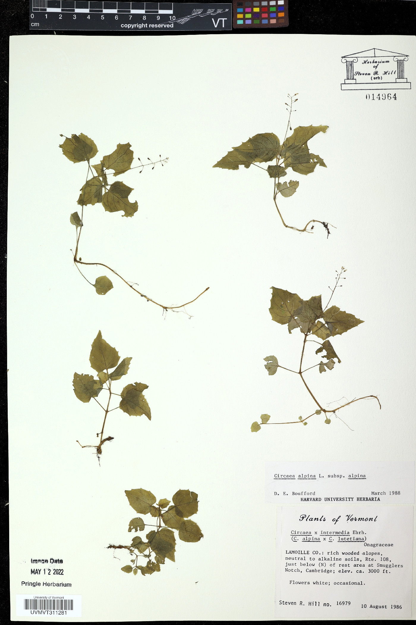Circaea erubescens image