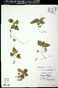 Media resource of Circaea erubescens