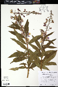Epilobium glaberrimum image