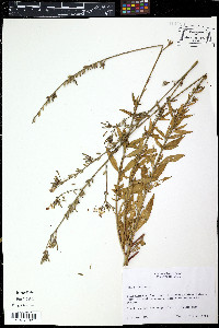 Fuchsia excorticata image