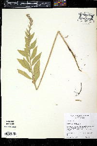 Oenothera gaura image