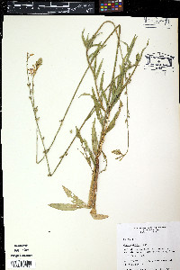 Oenothera curtiflora image