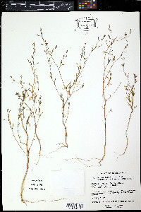 Oenothera sinuosa image