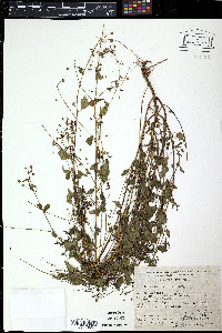 Oenothera suffulta image