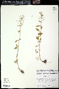 Oenothera suffulta image