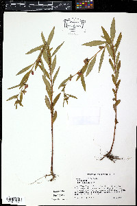 Lopezia racemosa image