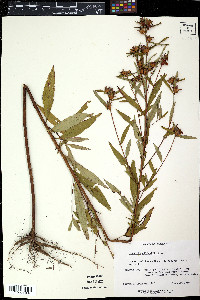 Lopezia racemosa image