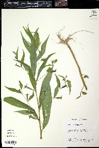 Ludwigia bonariensis image