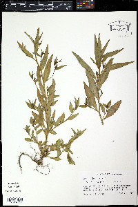 Ludwigia brevipes image