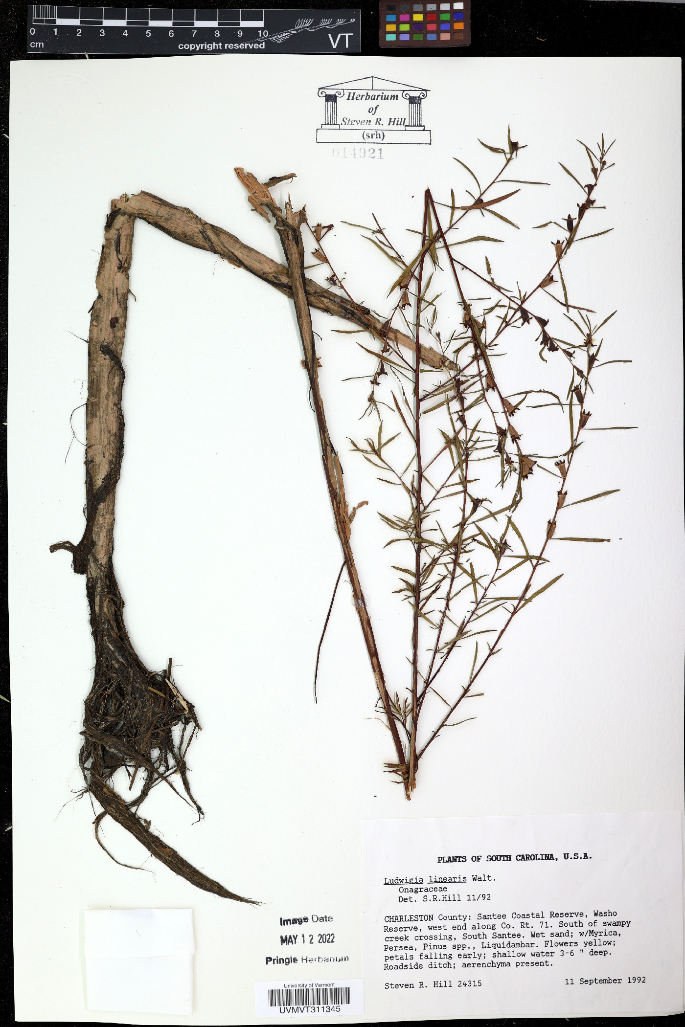 Ludwigia hyssopifolia image