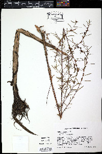 Ludwigia hyssopifolia image