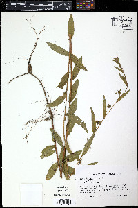 Ludwigia linearis image