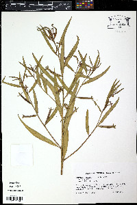 Ludwigia linifolia image