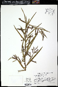 Ludwigia maritima image