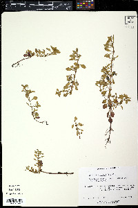 Ludwigia microcarpa image