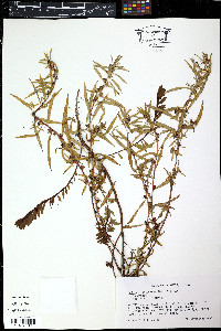 Ludwigia peruviana image