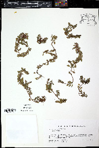 Ludwigia pilosa image