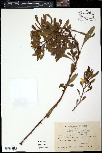 Ludwigia spathulata image