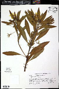 Ludwigia sphaerocarpa image