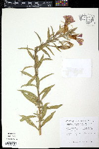 Oenothera grandis image