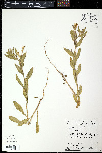 Oenothera humifusa image