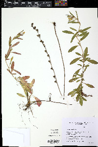 Oenothera linifolia image