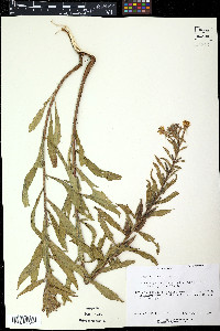 Oenothera macrocarpa image