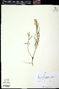 Oenothera parviflora image
