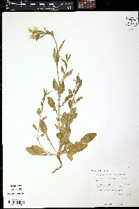 Oenothera rosea image