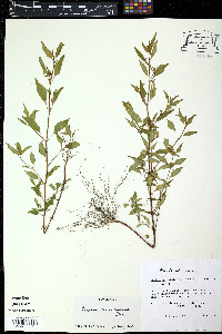 Oenothera texensis image