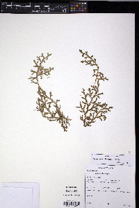 Selaginella flexuosa image