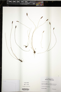Schizaea fistulosa image