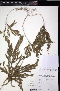 Selaginella parkeri image