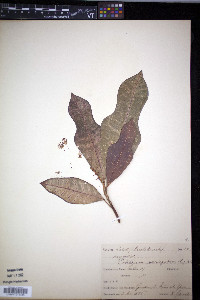 Codiaeum variegatum image