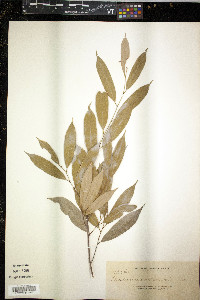 Media resource of Cleistanthus robinsonii